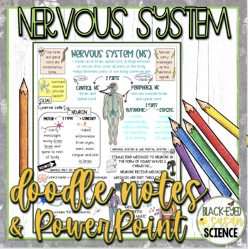Preview of Nervous System Doodle Notes & Quiz + PowerPoint