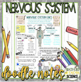 Preview of Nervous System Doodle Notes & Quiz