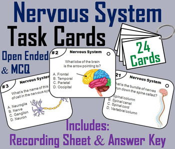 Preview of Nervous System Task Cards (Human Body Systems Activity: Anatomy & Physiology)