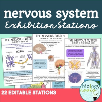 Preview of Nervous System Exhibition Stations