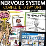 Nervous System | The Brain | Human Body Systems