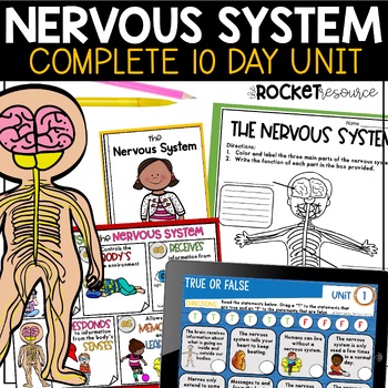 Preview of Nervous System Activity | The Brain | Human Body Systems Worksheets