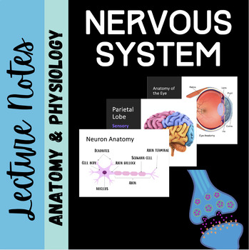 Preview of Nervous System Unit Notes