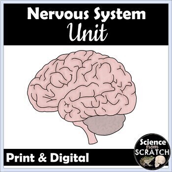 Preview of Nervous System Unit for Anatomy