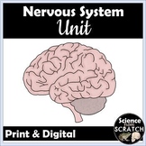 Nervous System Unit for Anatomy