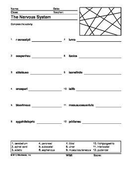 grade pdf 1 worksheets vocabulary Word by Lesson Scramble Nervous TpT Printable  System  Machine