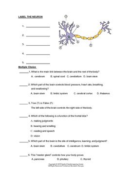 Nervous System Worksheet # 2 by Family 2 Family Learning Resources
