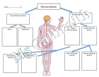 Diagram Of The Nervous System Worksheet Image collections 