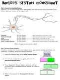 Nervous System Worksheets | Teachers Pay Teachers