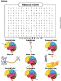 Nervous System Activity Word Search (Human Body Systems Wo