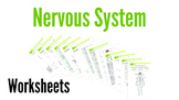 Nervous System Worksheets