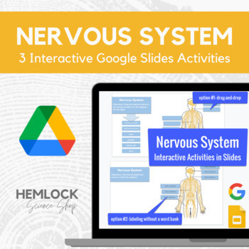 Preview of Nervous System - drag-and-drop, labeling activity in Slides 