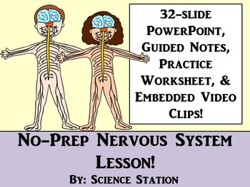 Nervous System by Science Station | Teachers Pay Teachers