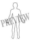 Nervous and Endocrine System Body Illustration Activity (B