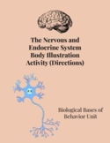 Nervous and Endocrine System Body Illustration Activity (D