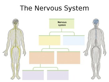 Preview of Nervous and Endocrine System PPT interactive Lesson