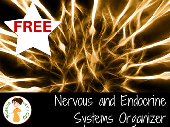 Preview of Nervous System and Endocrine System Note Catcher / Graphic Organizer