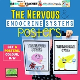 Nervous and Endocrine Systems Poster and Colouring pages