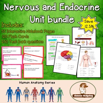 Preview of Nervous and Endocrine Systems Unit Bundle