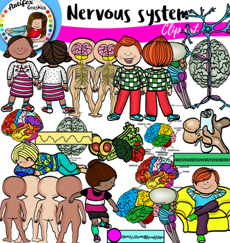 Preview of Nervous System Big set!