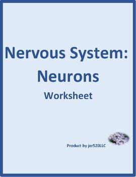 Nervous system: Neurons worksheet by jer | Teachers Pay Teachers