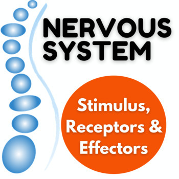 presentation neurobehavioral systems stimulus