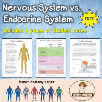 Preview of Nervous vs. Endocrine Systems Notes