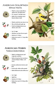 Preview of Nesting Birds Art and Fact Printable Flash Cards - Set of 12 - Exploring Nature