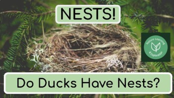Preview of Nests! Do Ducks Have Nests? | Inquiry | Wonder | Birds | Spring |