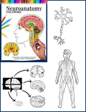 Neuroanatomy Workbook & Coloring | Nervous System Brain An