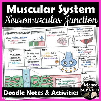 Preview of Neuromuscular Junction Doodle Notes & Activities | Muscular System Unit