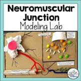 Neuromuscular Junction Model Lab