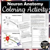 Neuron Anatomy Activity and Coloring Packet (Nervous System)