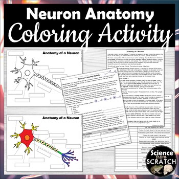 Preview of Neuron Anatomy Activity and Coloring Packet (Nervous System)