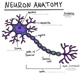 Neuron Anatomy Poster