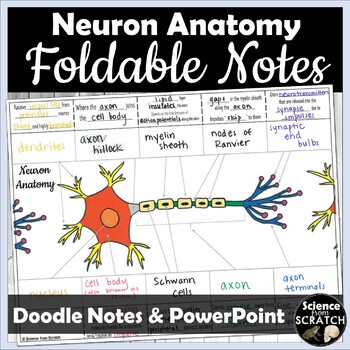 Preview of Neuron Anatomy Doodle Notes and PowerPoint