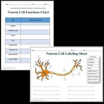 Neuron Cell Labeling & Functions Science Worksheet for Google Slides