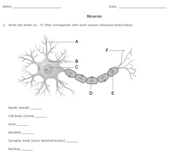 Neuron Diagram Printable Worksheet by Help Teaching TPT
