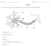 Neuron Diagram Printable Worksheet