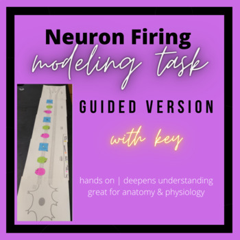 Preview of Guided Neuron Firing Modeling: Hands-On Activity (zipped folder- Word & PPT)