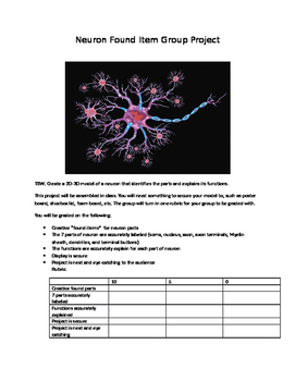 Biology Neuron Model Found Item Group Project By Amy Breaux Tpt