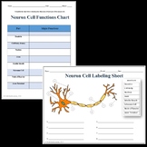 Neuron (Nerve Cell) Labeling & Functions Worksheet - Scien