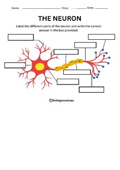 Neuron Structure Labeling Worksheet Color and Black and White with Easel