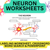 Neuron Structure labeling Worksheet, Crossword, Word Searc
