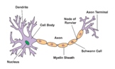 Neuron Structure. nervous Cell.