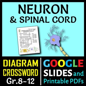 Preview of Neuron & Spinal Cord Crossword with Diagram | Printable & Distance Learning