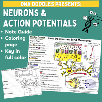 Preview of Neurons & Action Potentials Doodle Notes (Student Guide & Key Included!)