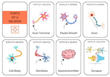 Preview of Neurons and Neurotransmitters Flashcards