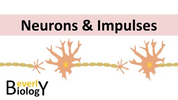 Preview of Neurons & the Nervous System PowerPoint (free handout included)