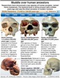 New species to resolve muddle over human ancestors